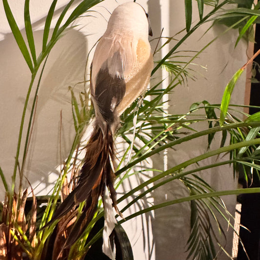 Lintu vaalea, ruskealla pyrstöllä 15 cm