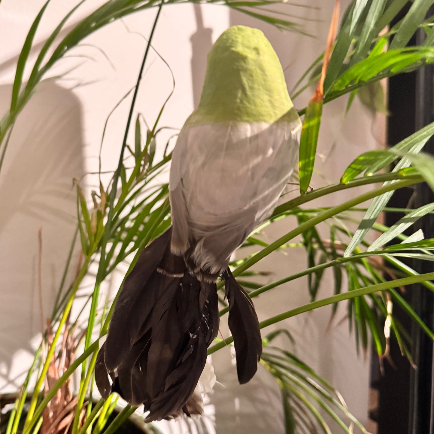 Lintu vihreä, pyrstö ruskea 14 cm