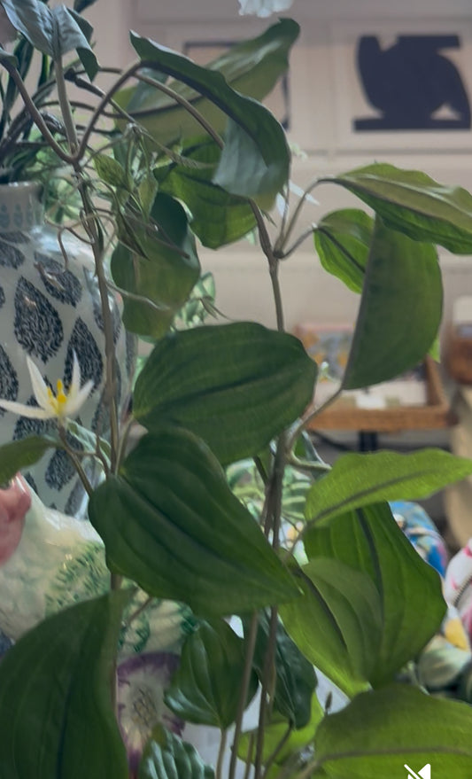 Loistokärhö -silkkikukka, valkoinen