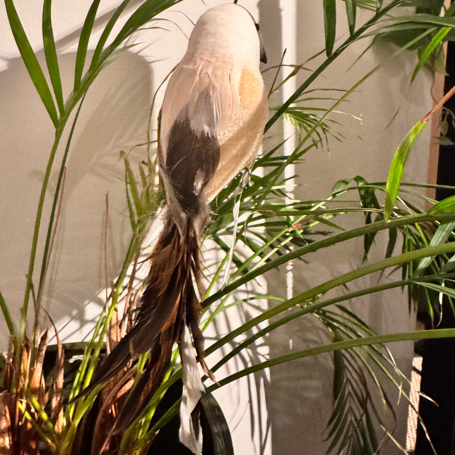 Lintu vaalea, ruskealla pyrstöllä   15 cm