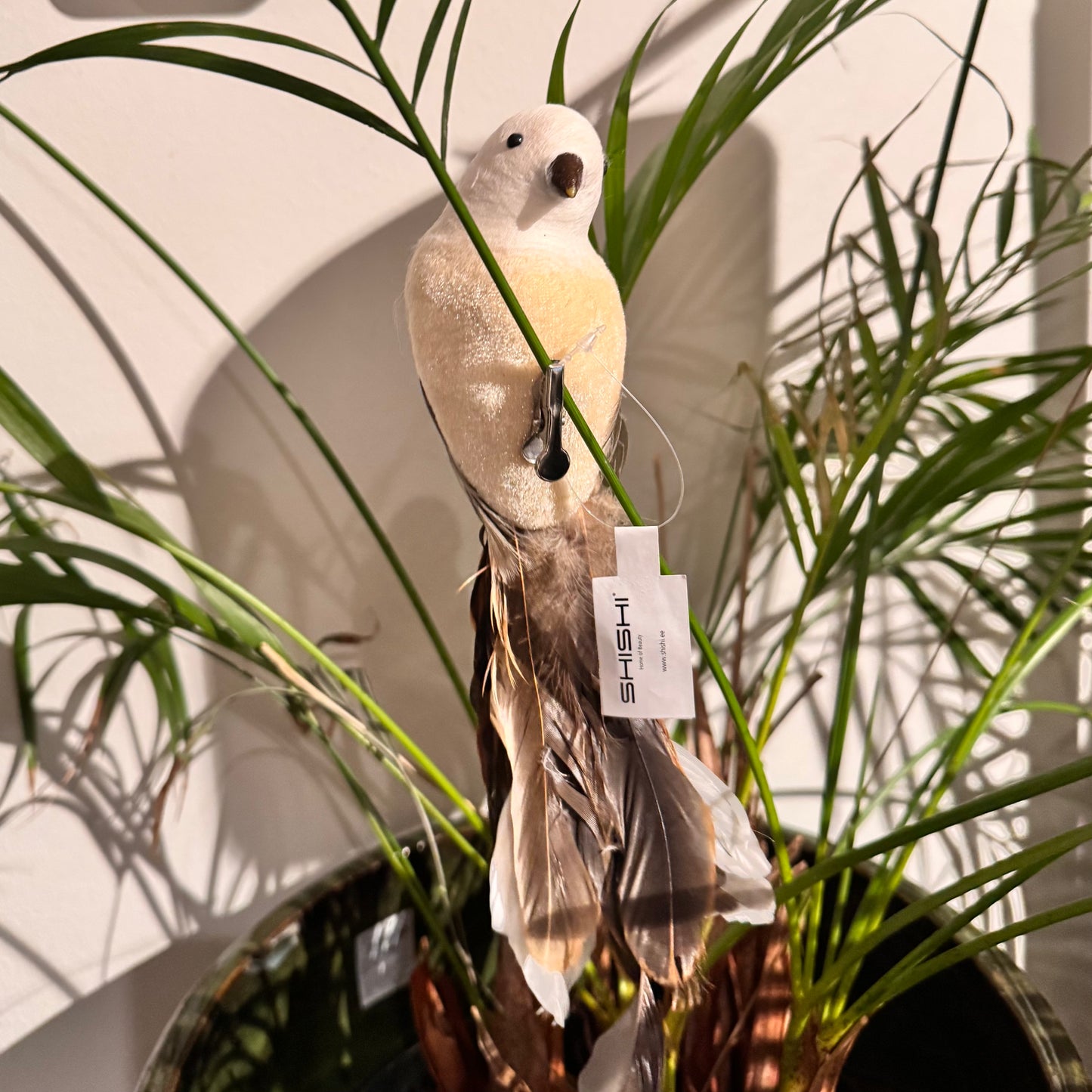 Lintu vaalea, ruskealla pyrstöllä   15 cm