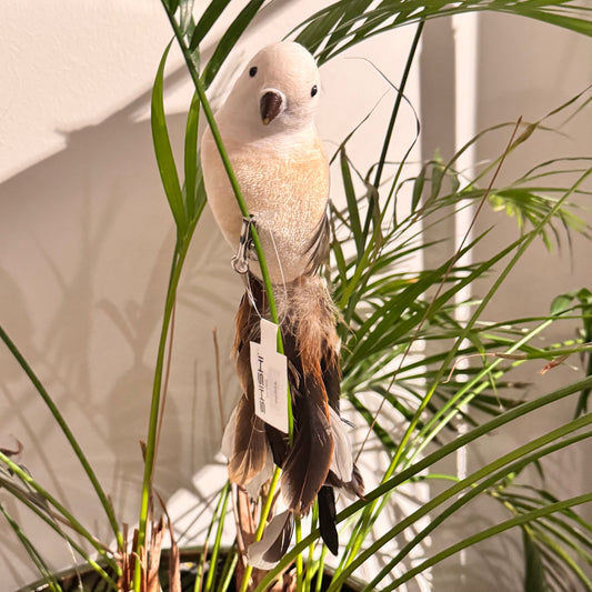 Lintu vaalea, ruskealla pyrstöllä   15 cm