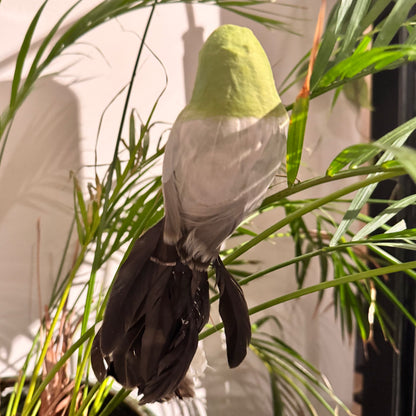 Lintu vihreä, pyrstö ruskea 14 cm