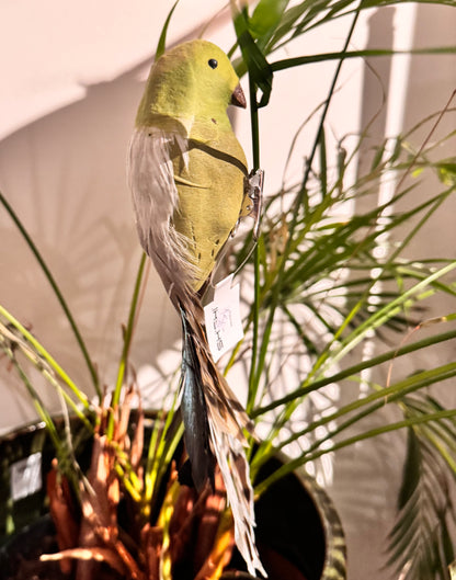 Lintu vihreä, pyrstö ruskea 14 cm