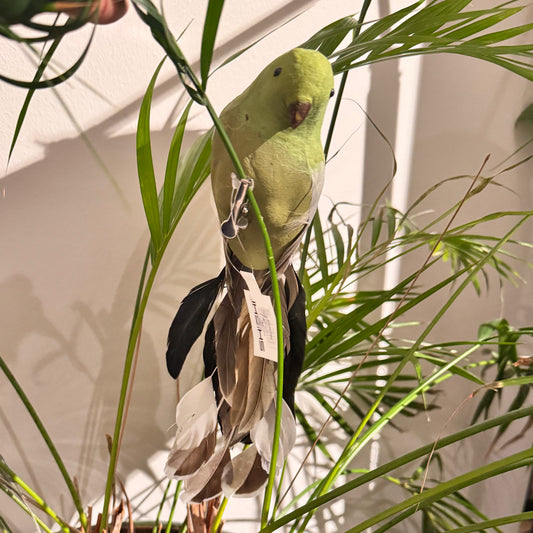 Lintu vihreä, pyrstö ruskea 14 cm