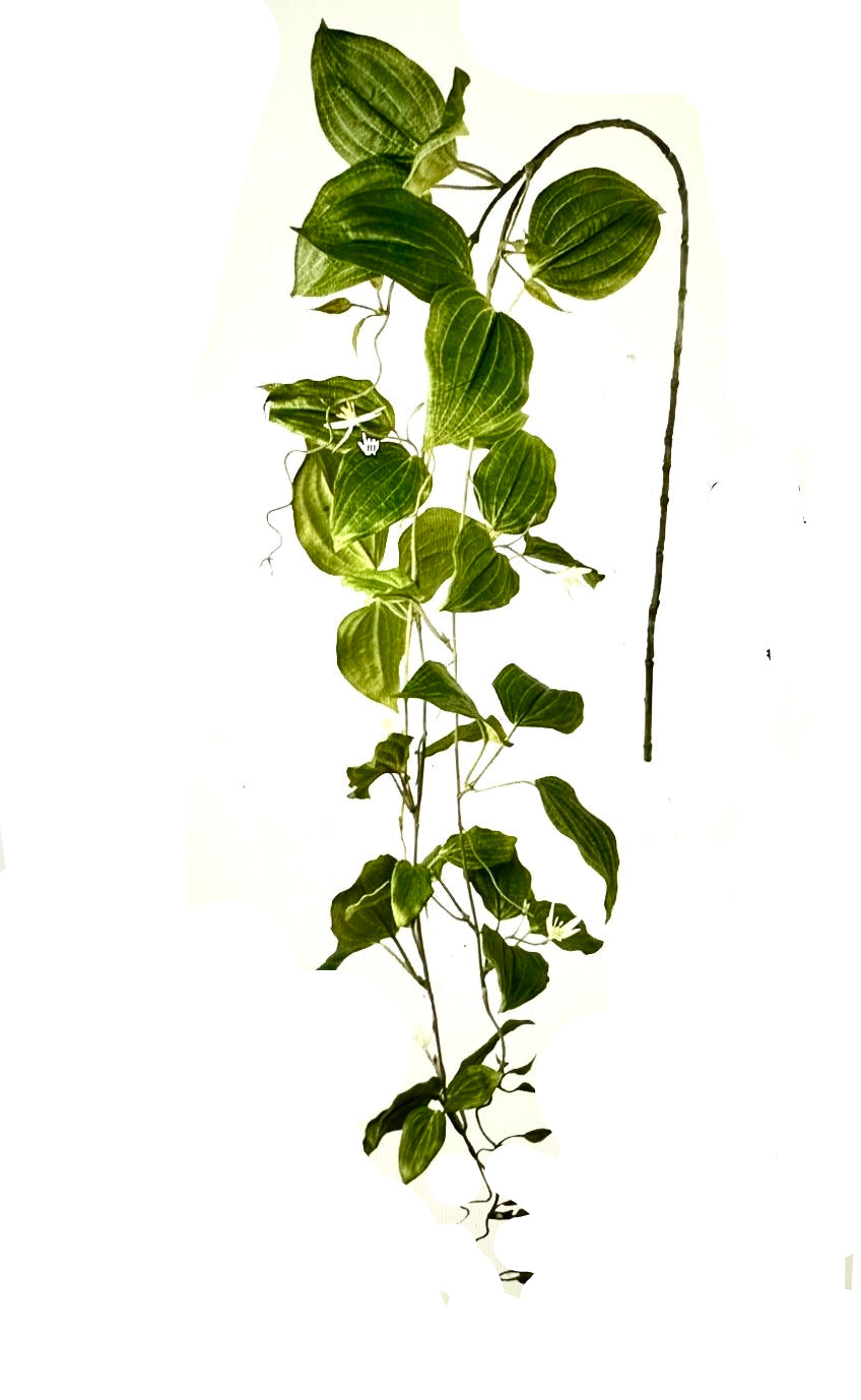 Loistokärhö -silkkikukka, valkoinen